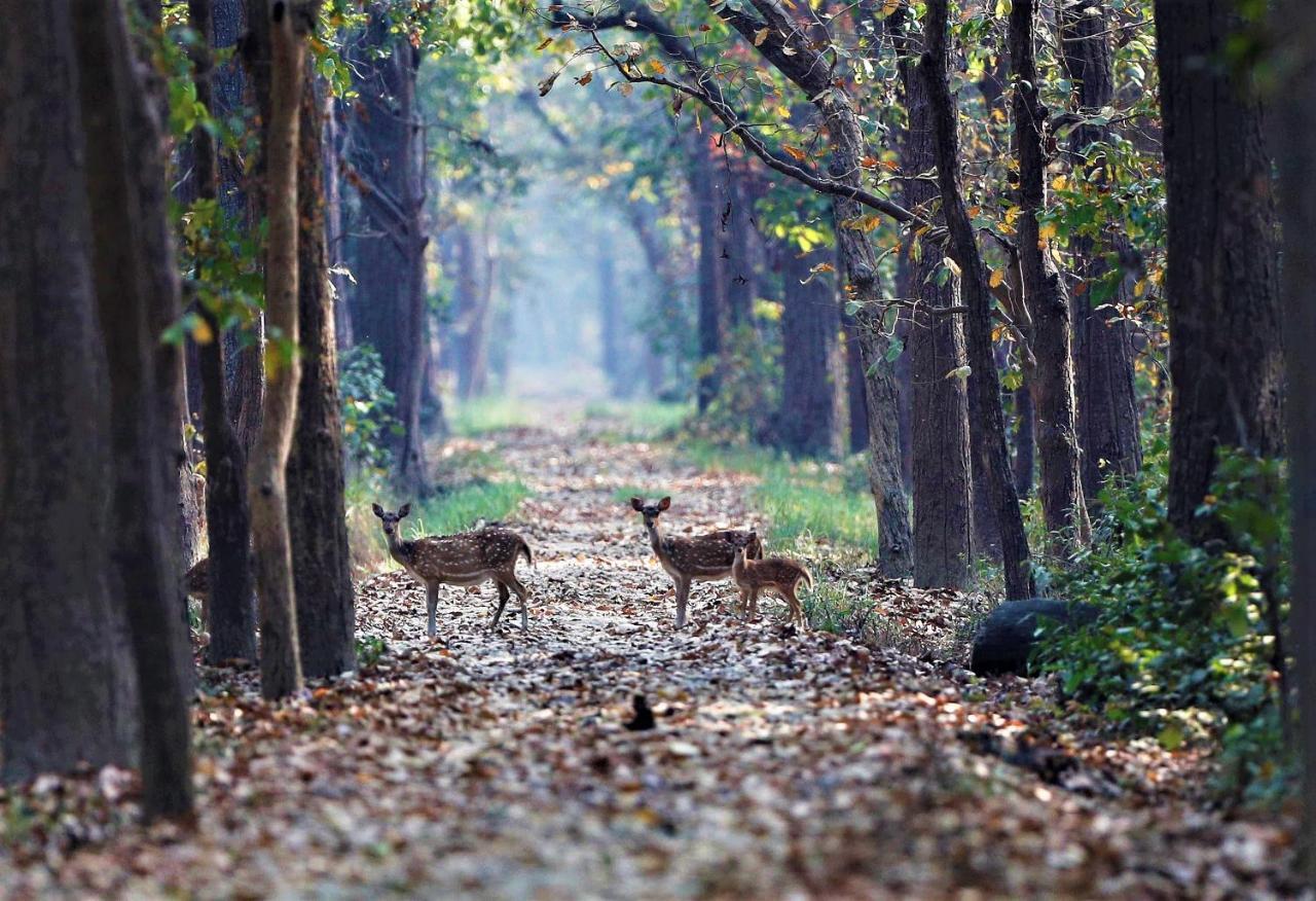 Mango Tree Lodge Bardiya Exterior foto