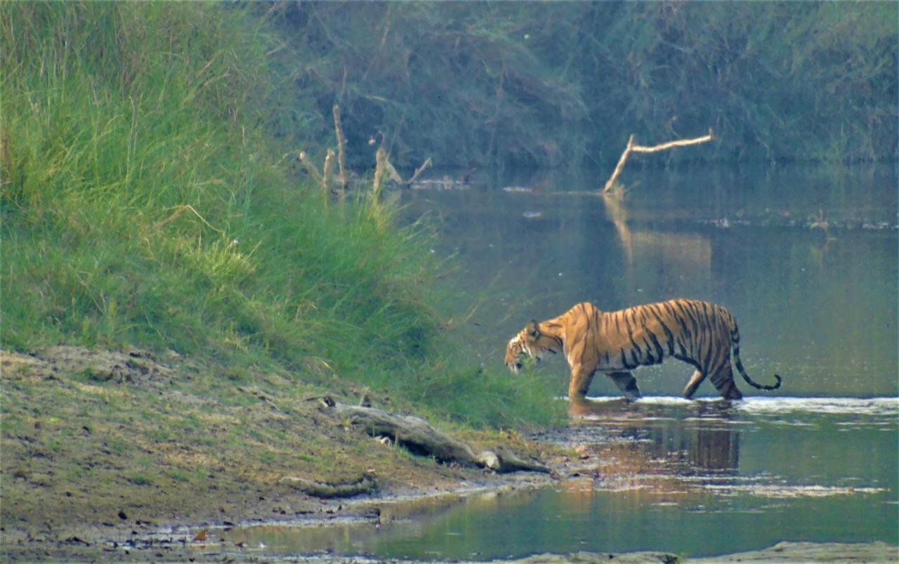 Mango Tree Lodge Bardiya Exterior foto