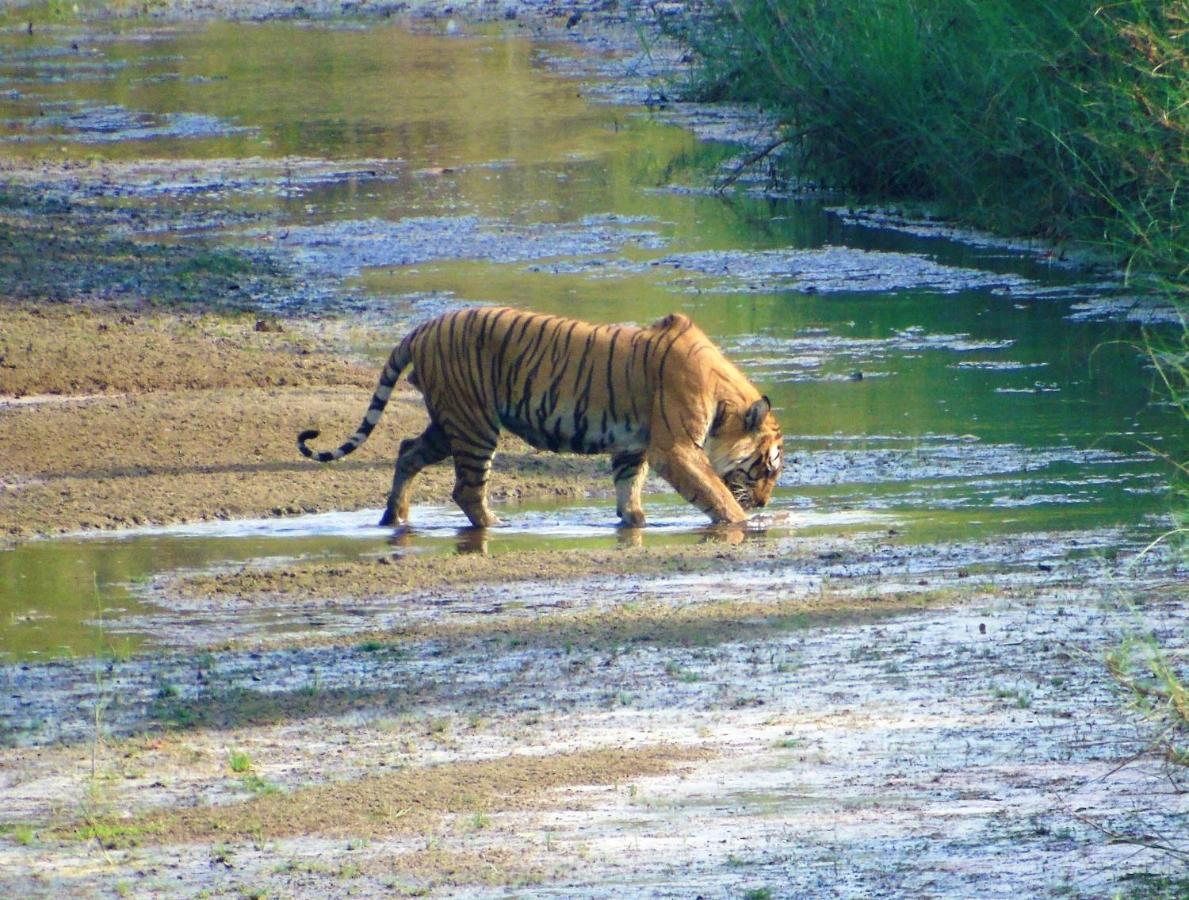 Mango Tree Lodge Bardiya Exterior foto